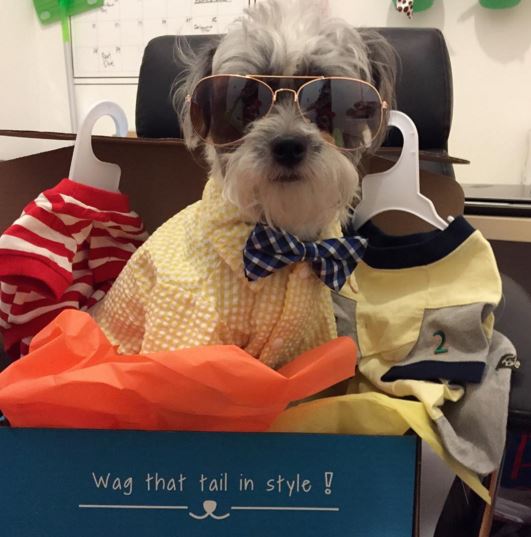 Life is like a box o' pet clothes & accessories you never know what you're gonna get.