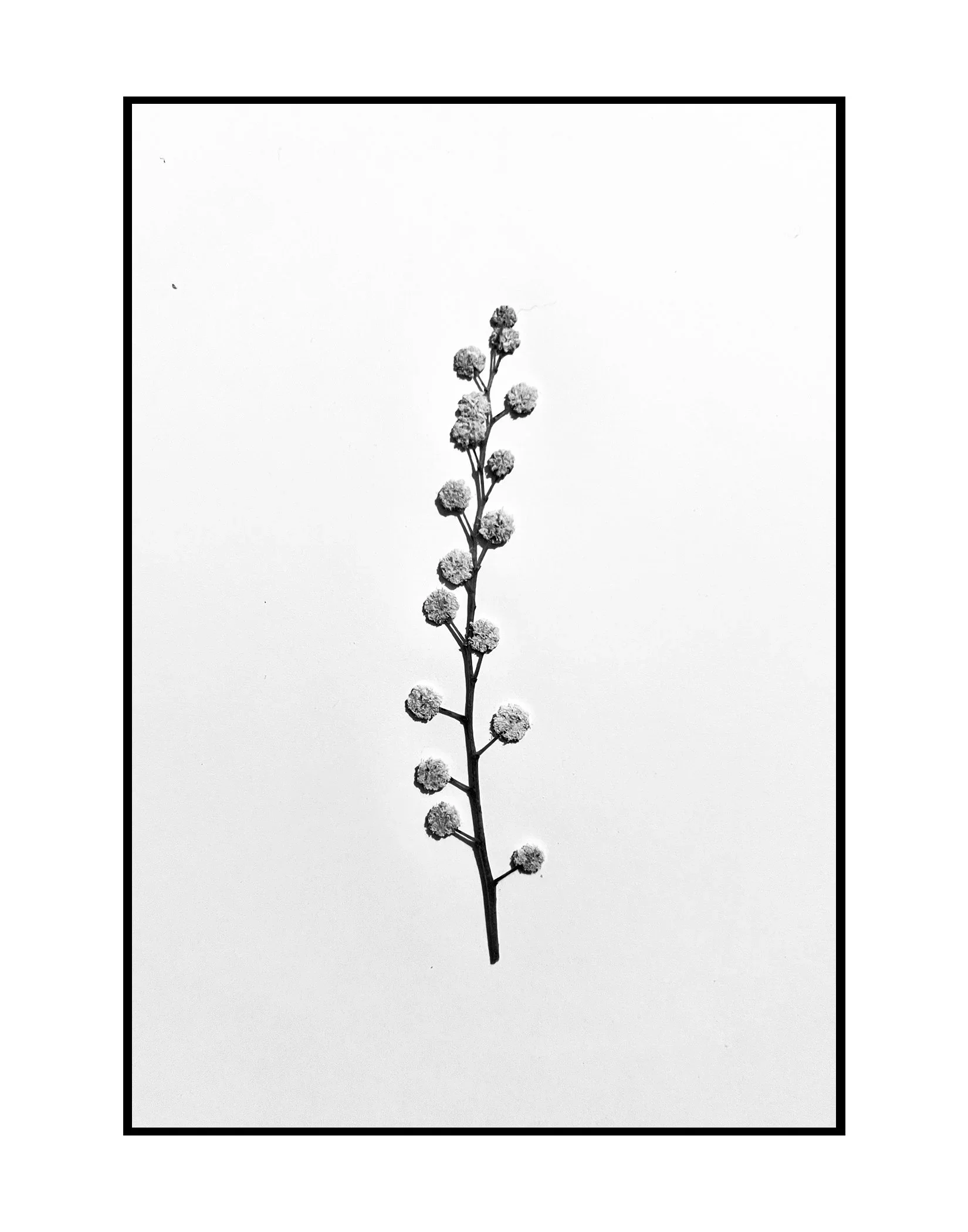 A Tapestry of Scents and Secrets: Day 25