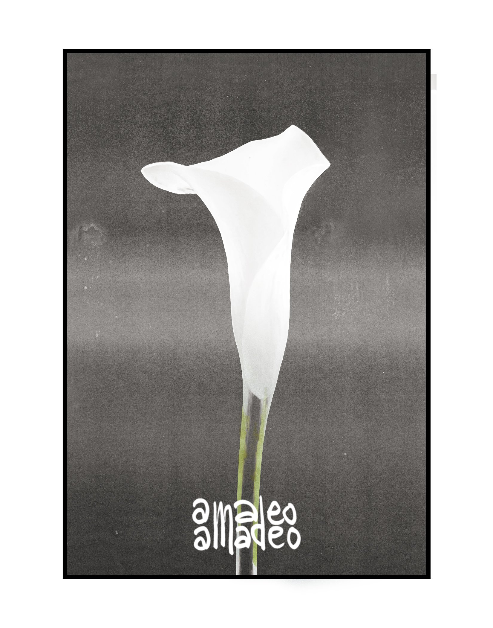 Studio Rituals: Flowers on the Desk