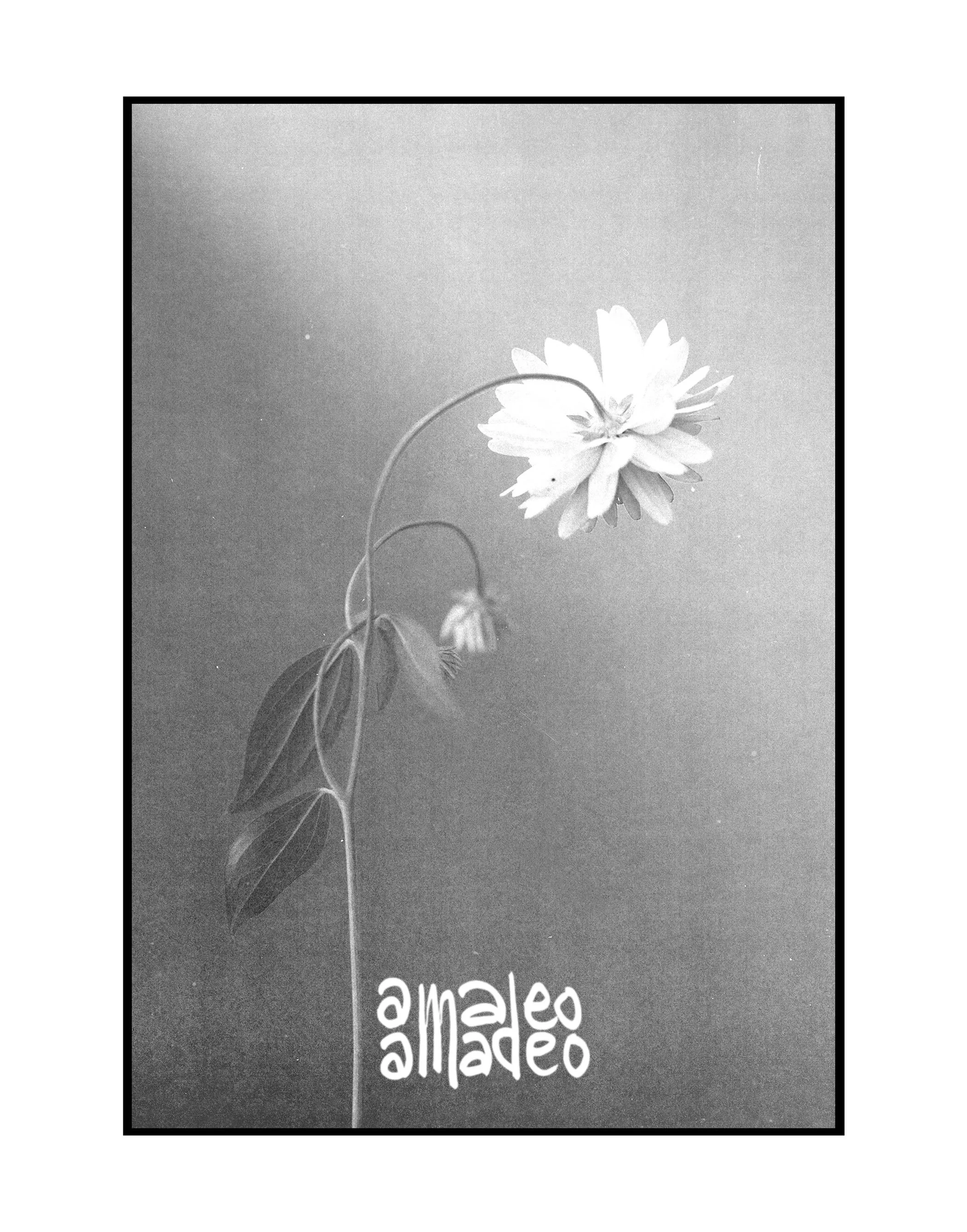 A flower on vacation