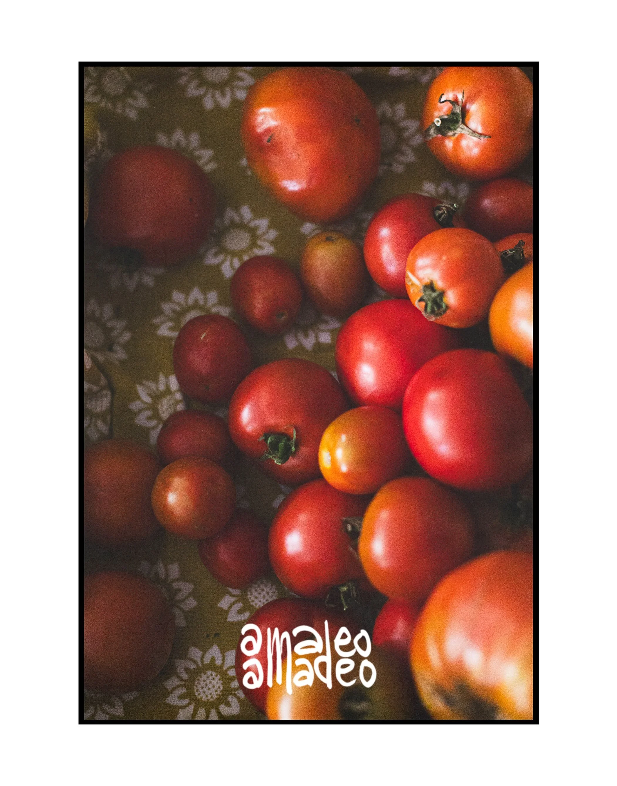 Tomatoes on Vacation