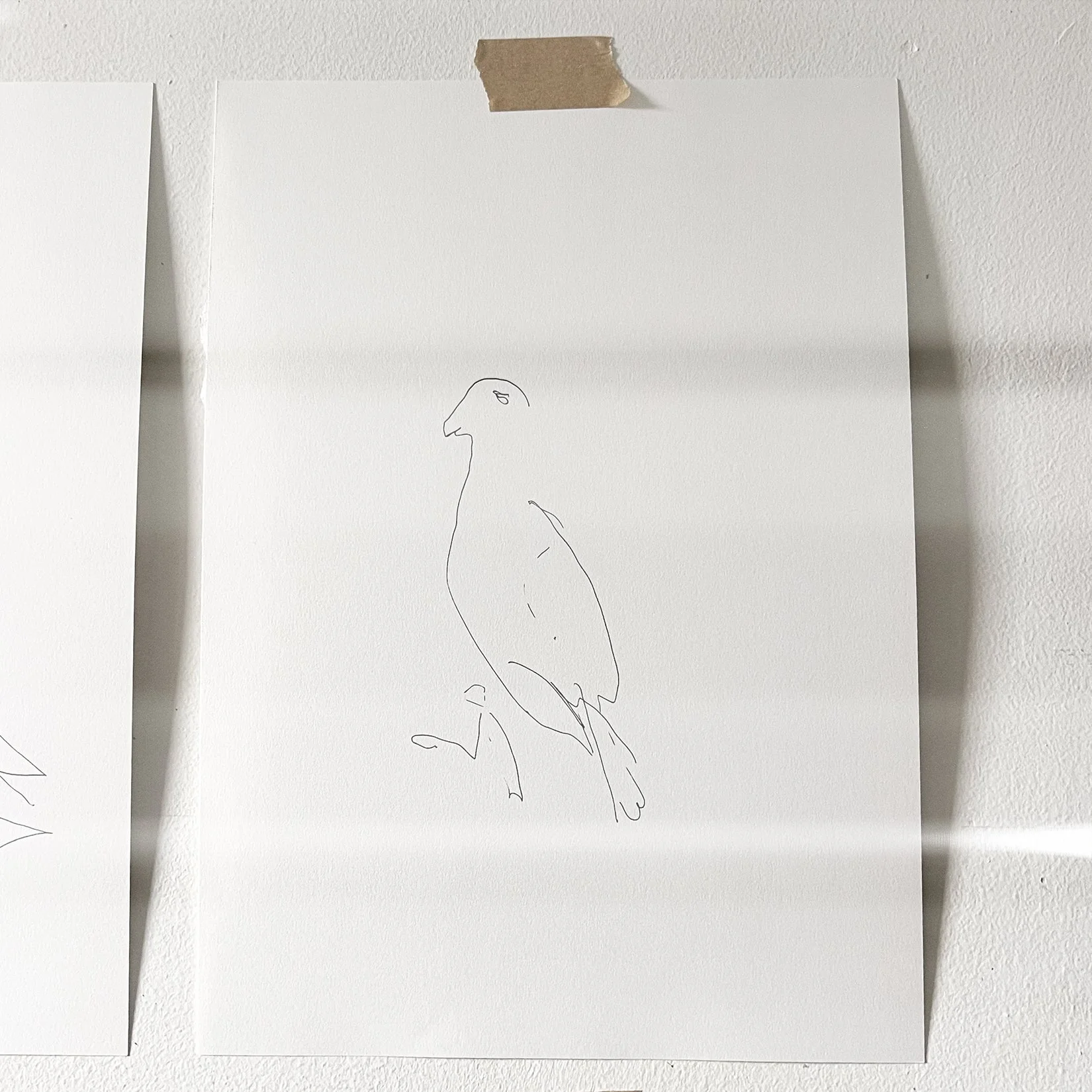 Pigeons by Anthony Amadeo #6