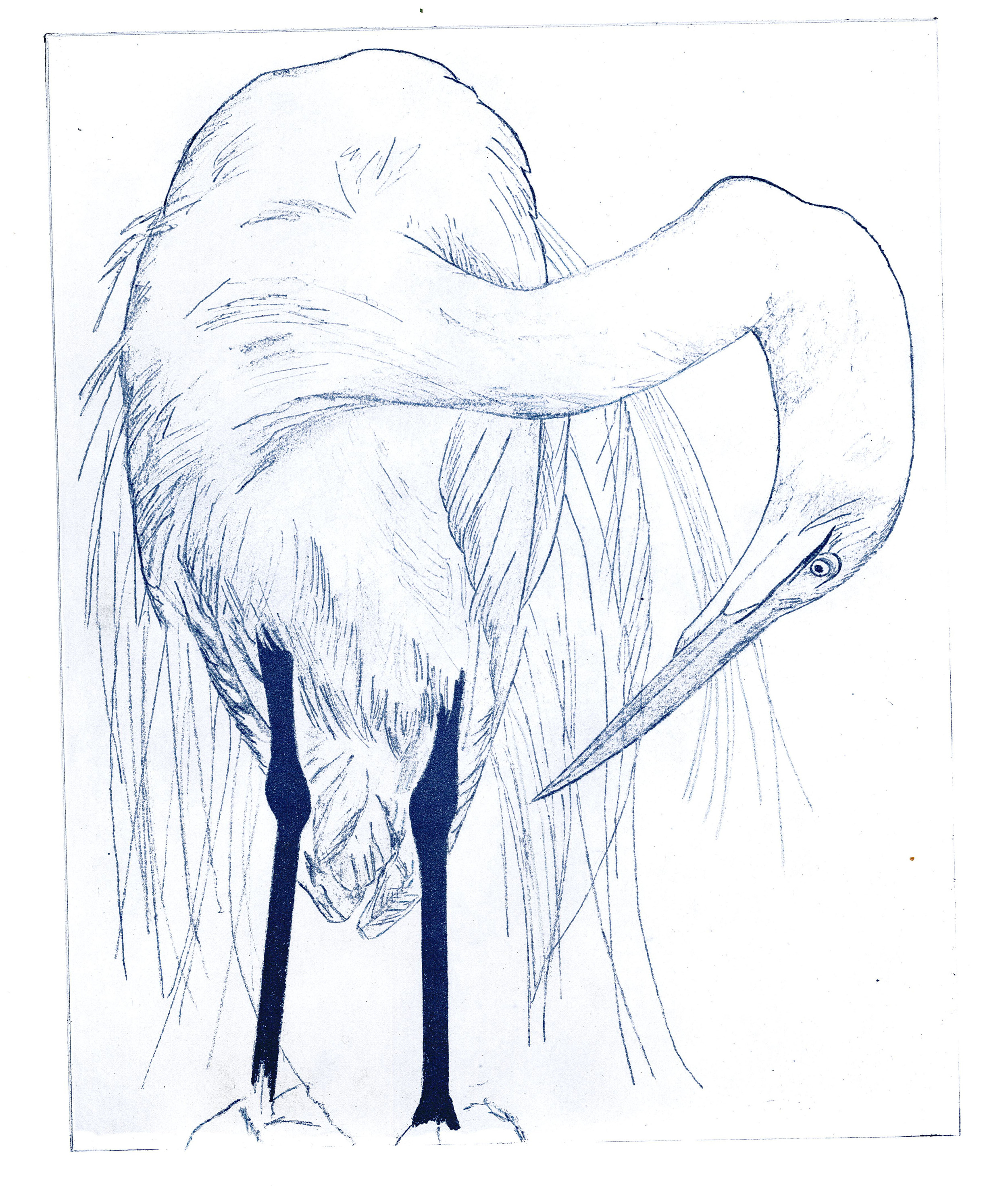 Heron