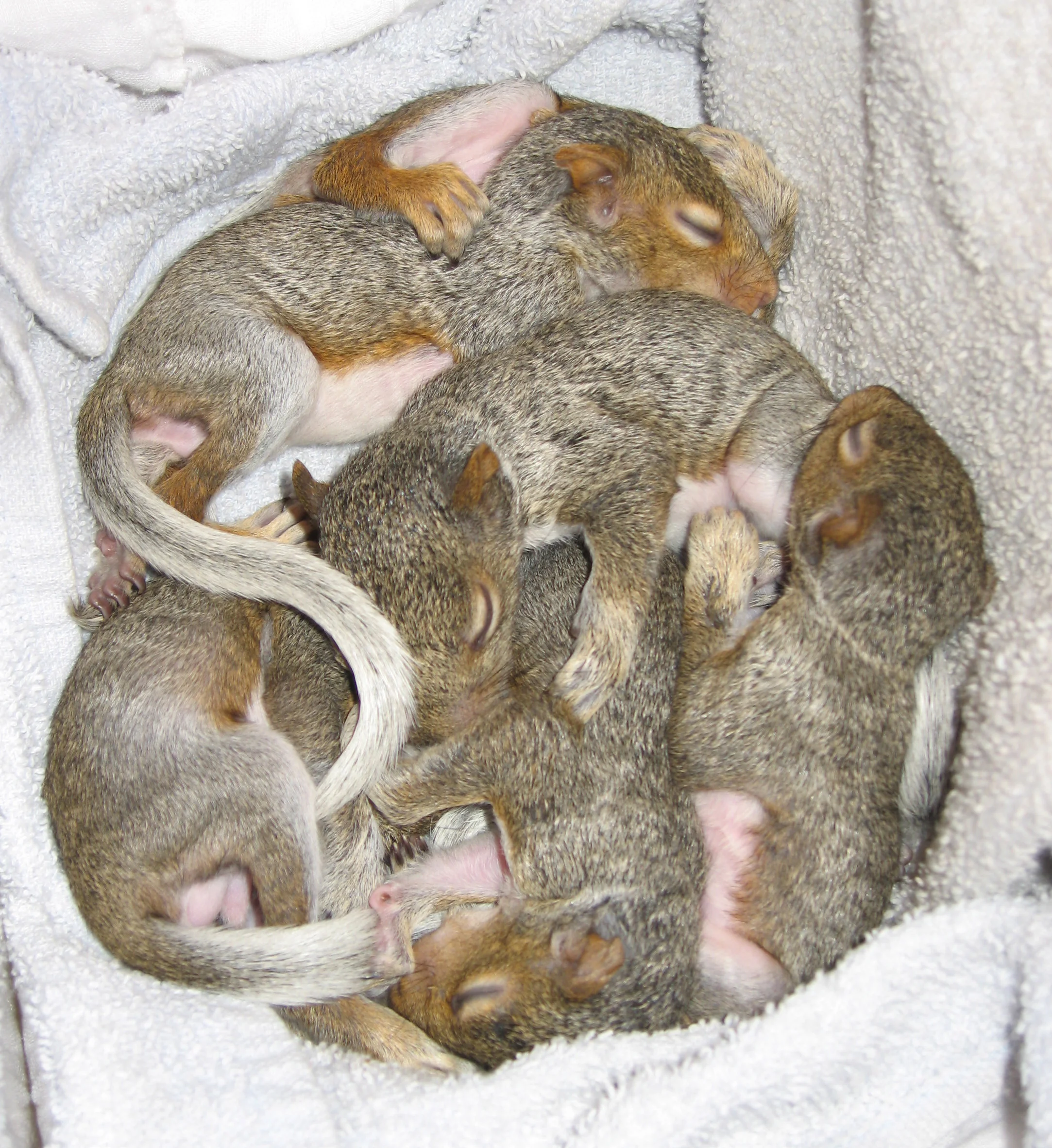 Squirrel Love
