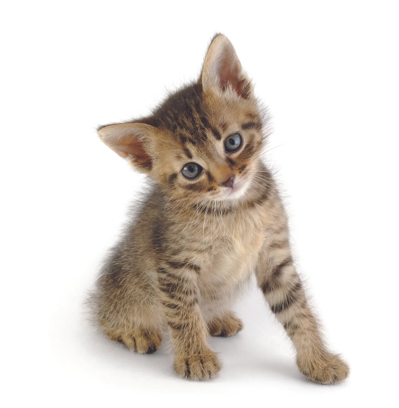 Tips for a healthy and happy kitten