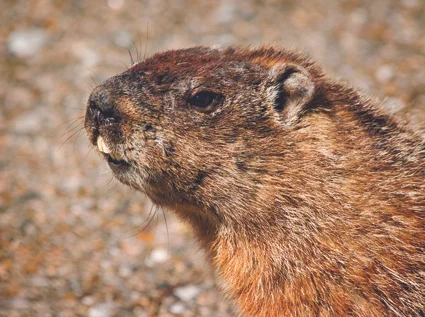 Groundhog 100dpi.jpg