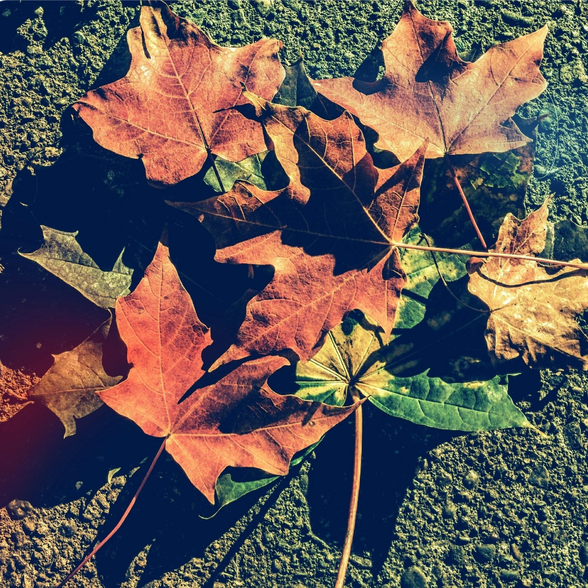 fall+leaves.jpg