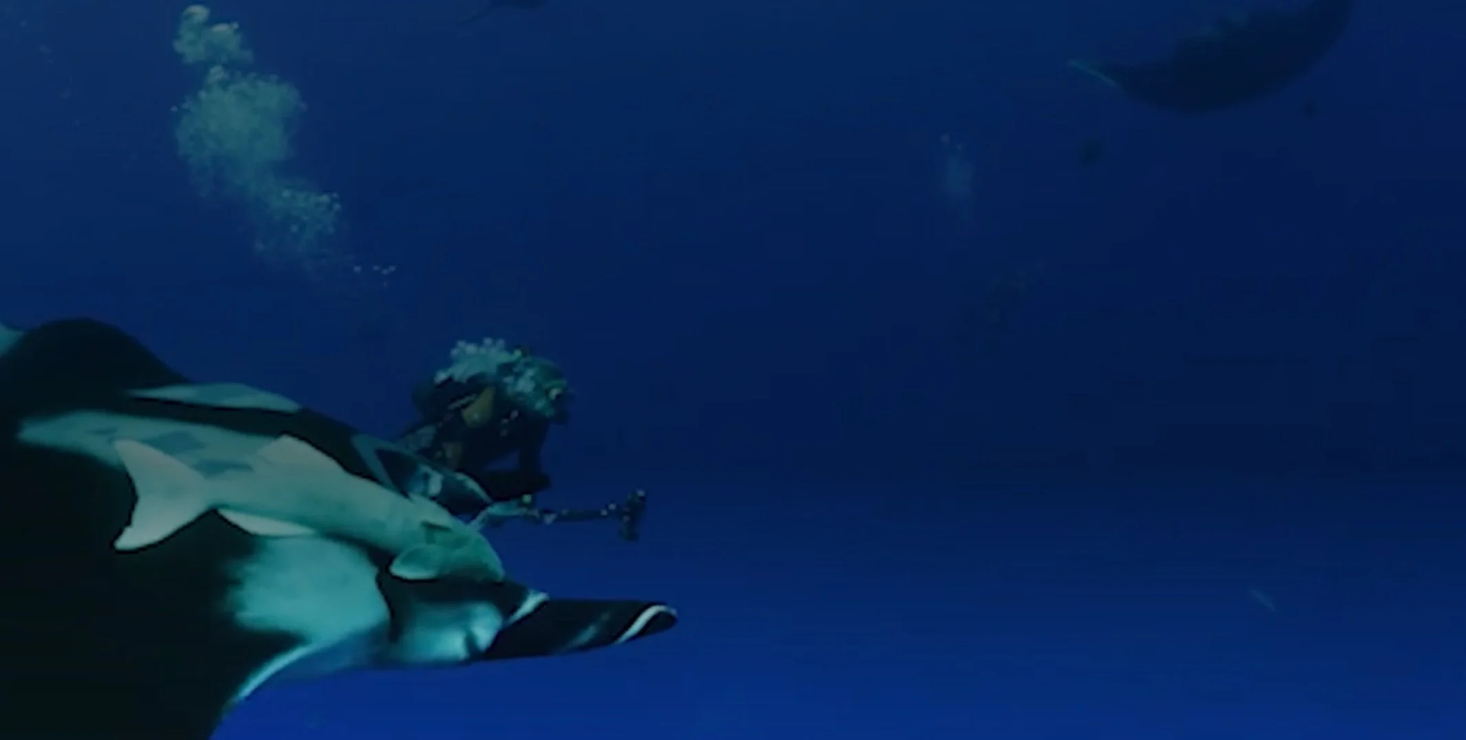the last dive2.jpg