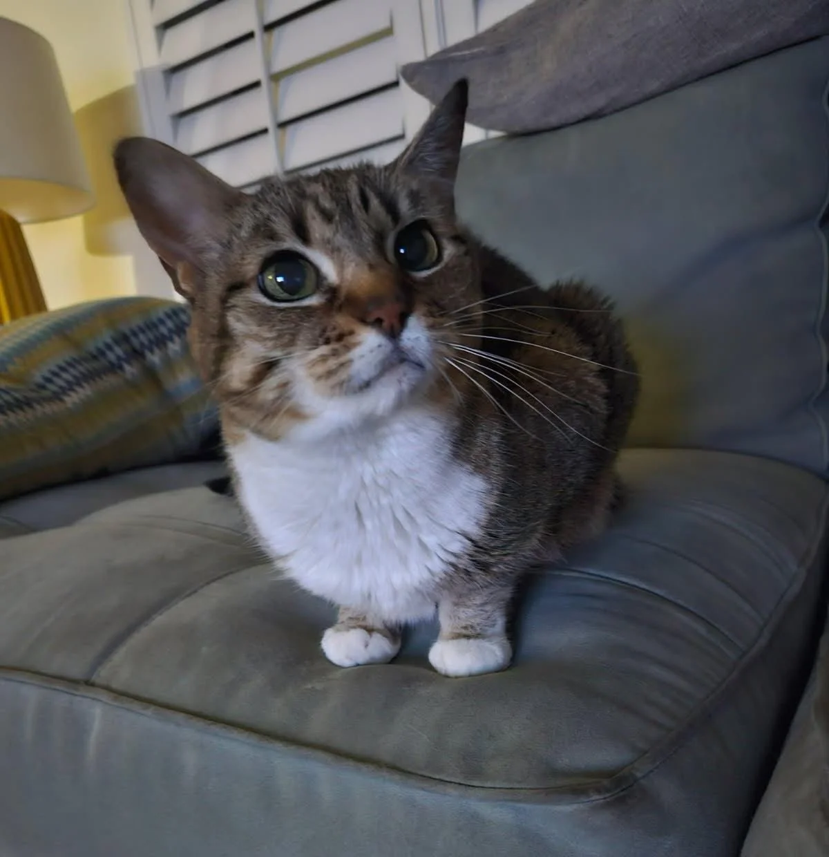 Cat sitting on sofa