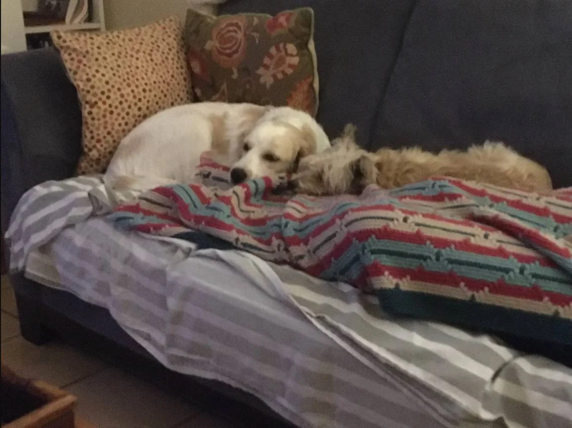 2 sleeping dogs lying next to each other on a sofa
