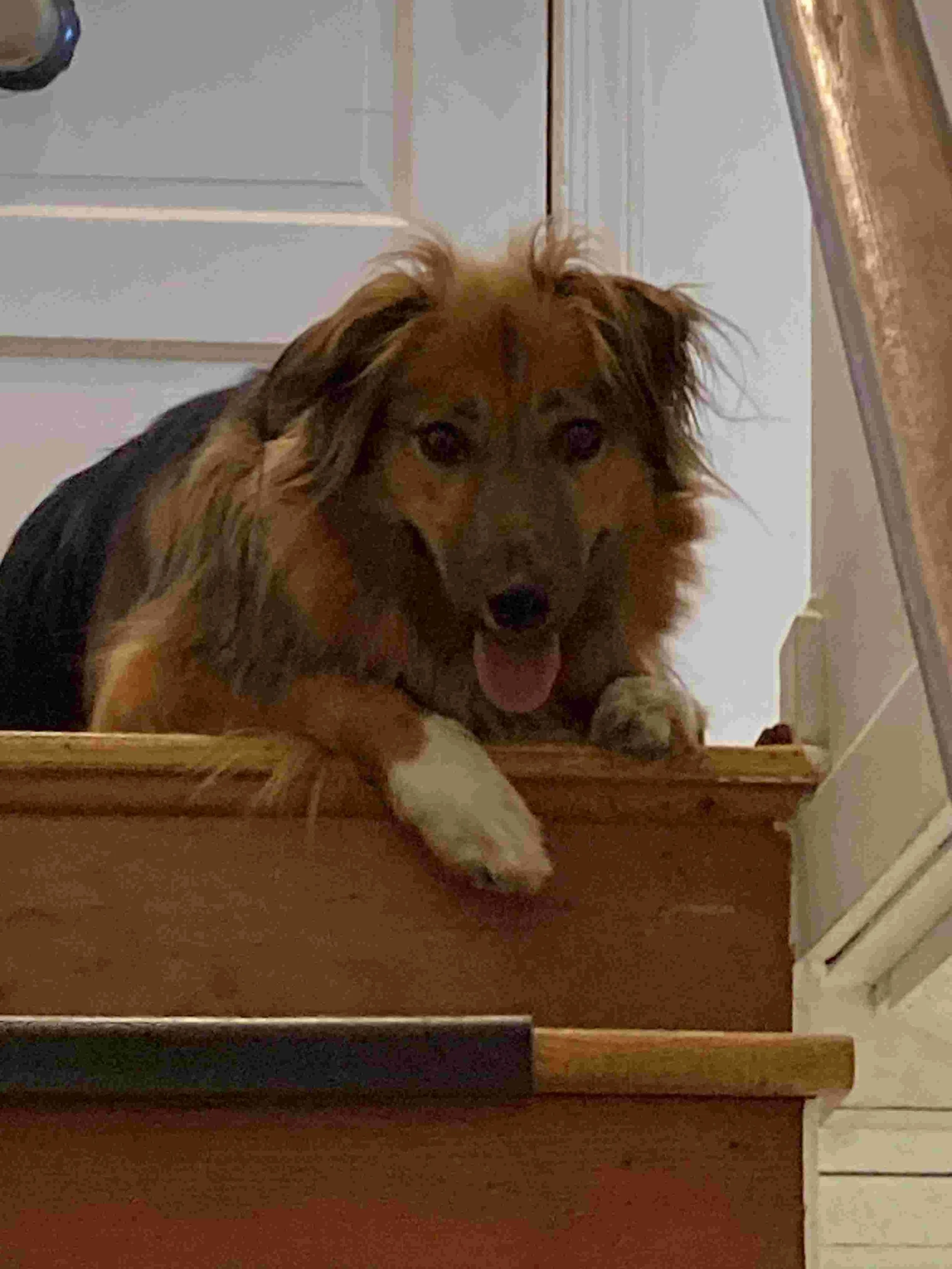 Dog sitting at top of stairwell
