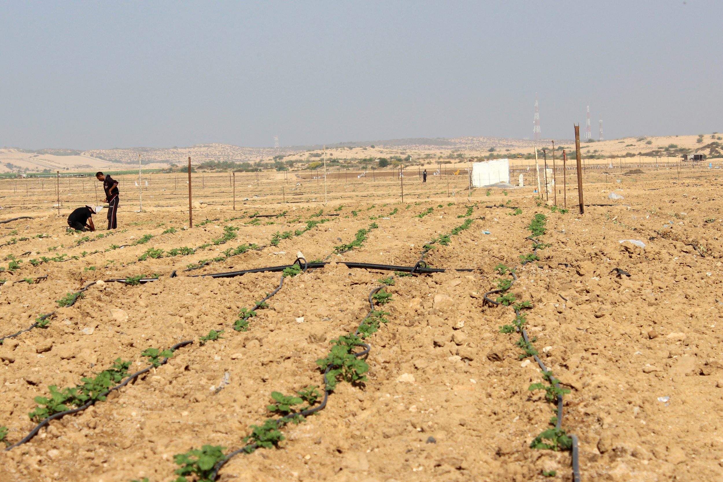 Umm An-Naser, Palestinians work in newly established fields in the buffer zone. Nov. 5, 2013 ©Lena Odgaard