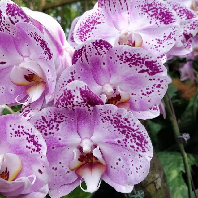 #flowers everywhere!! And all the colours you can imagine. The #ochid garden in #singapore's #botanicgardens is a sight for sore eyes. #nofilter #nature #exploringsingapore #worldtraveler #onetovisit #beautifulparksoftheworld