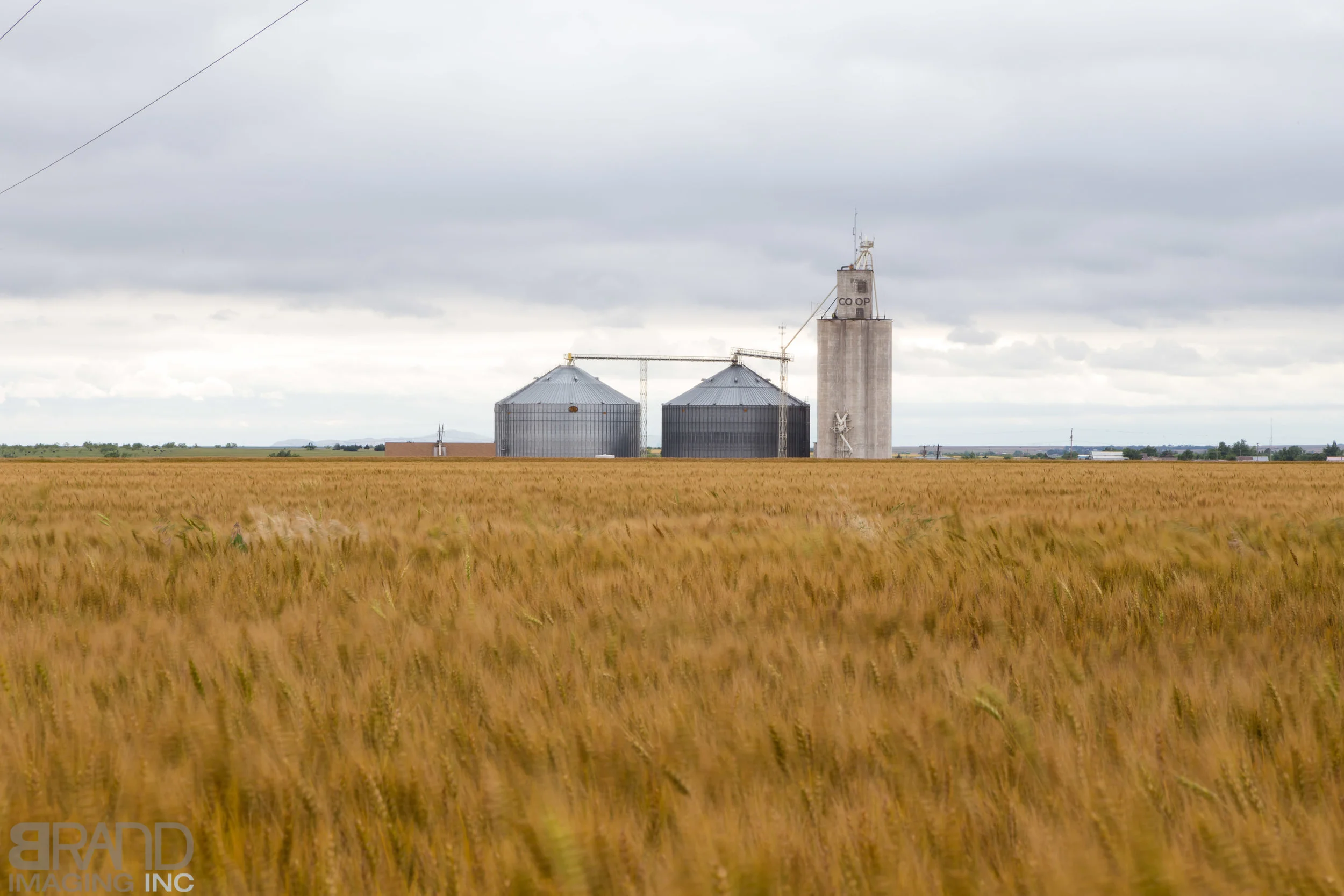 Waving Wheat