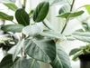 Learn All About Ficus Trees — STUMP PLANTS · WARES · COMMUNITY