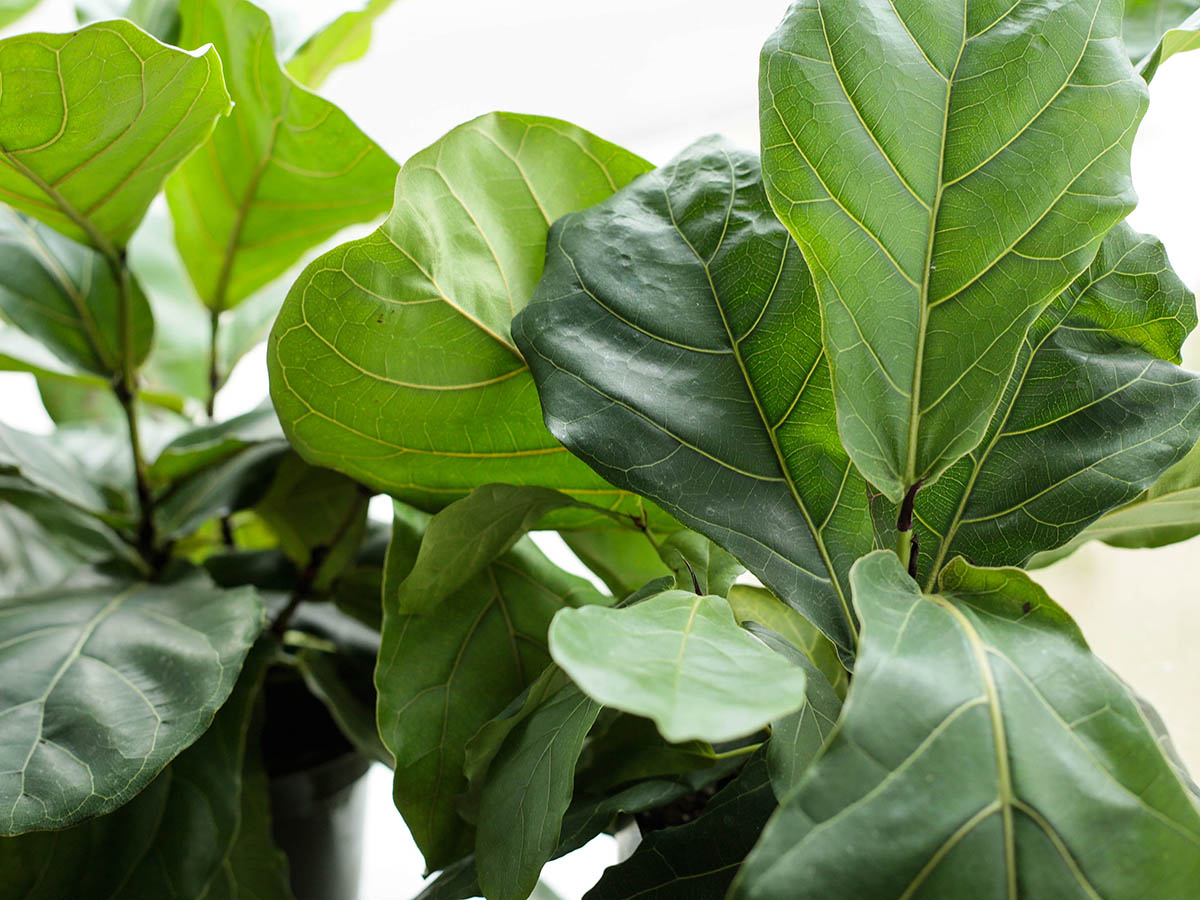 alberi di ficus