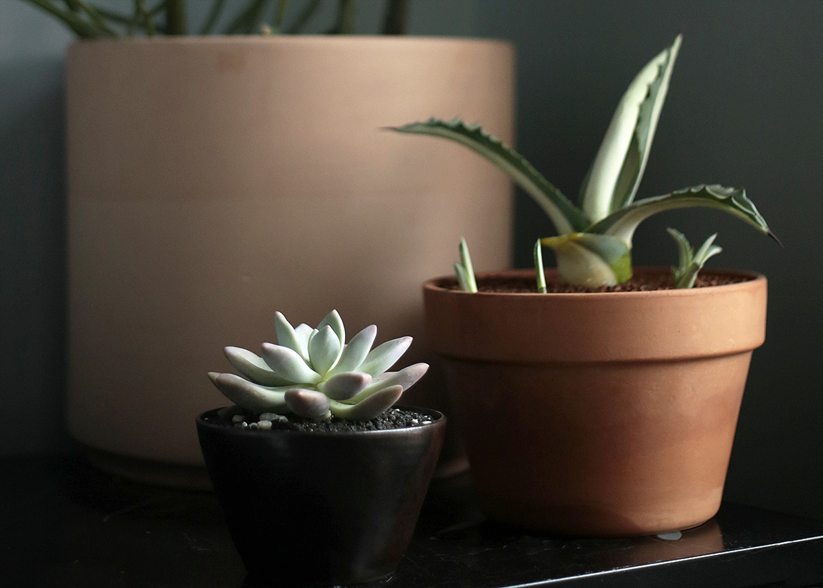 Our Top Humidity Tips for Your Houseplants — STUMP ‣ PLANTS