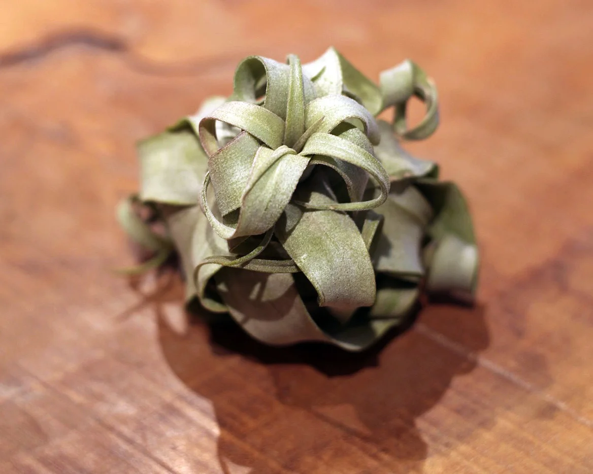 tillandsia streptophylla