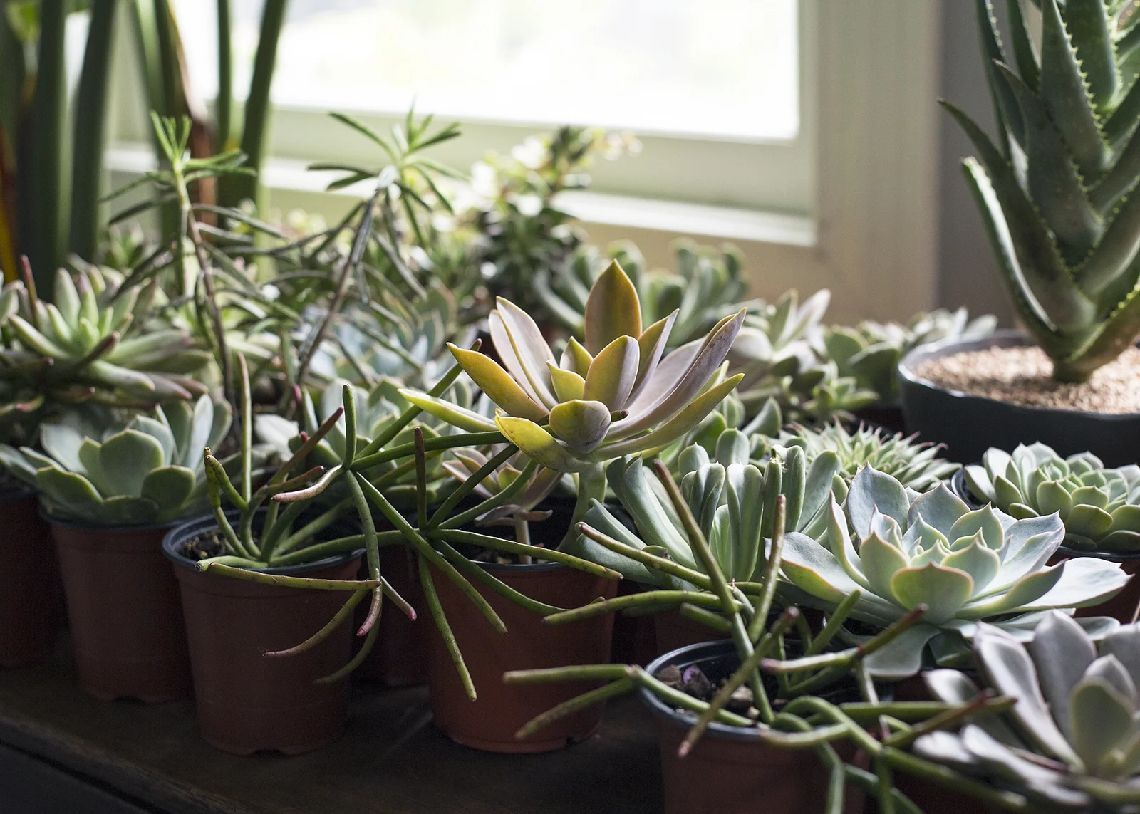 succulents.jpg