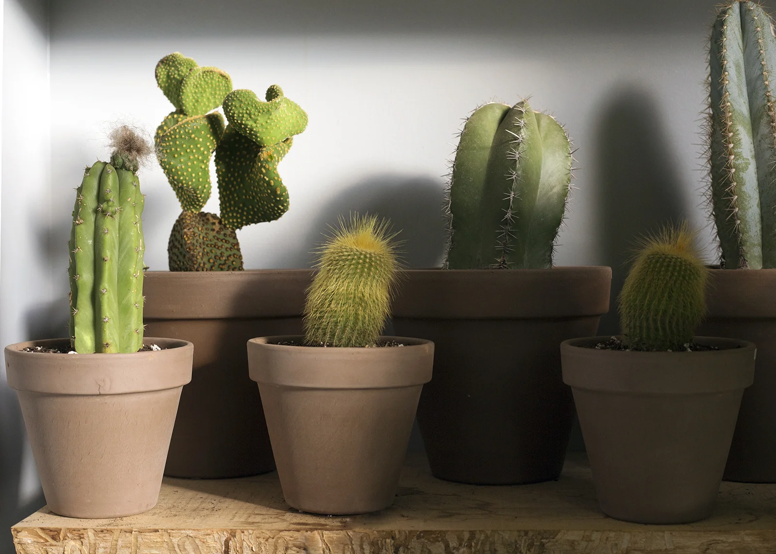 cacti.jpg
