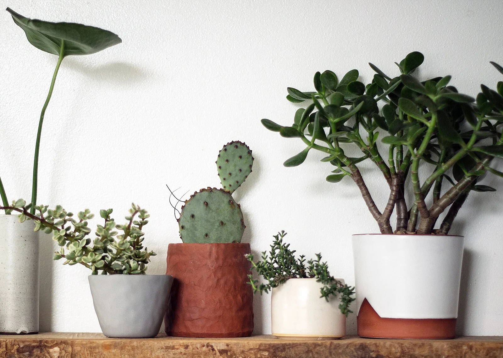 succulents and cacti.jpg