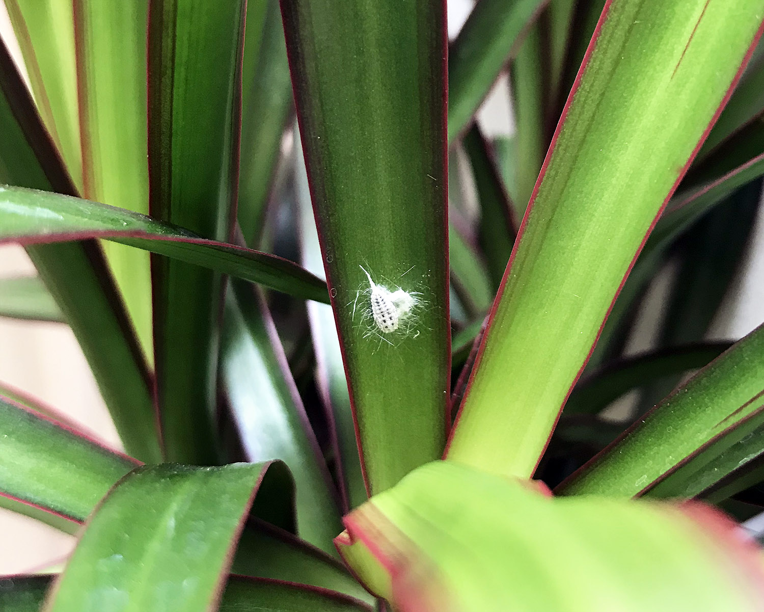 How to Control Fungus Gnats on Spider Plants