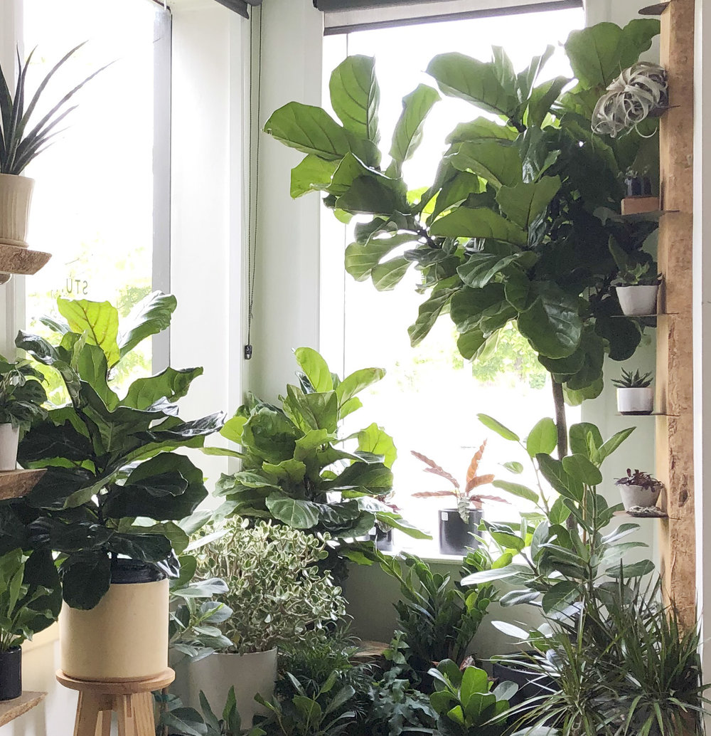 indoor fiddle leaf fig