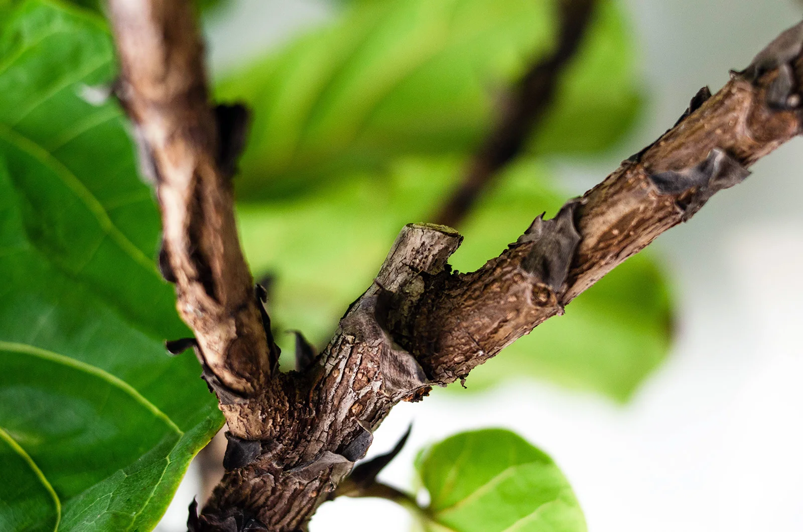 Here you can see where the main branch was pruned and two more branches have since grown and matured from below the cut.