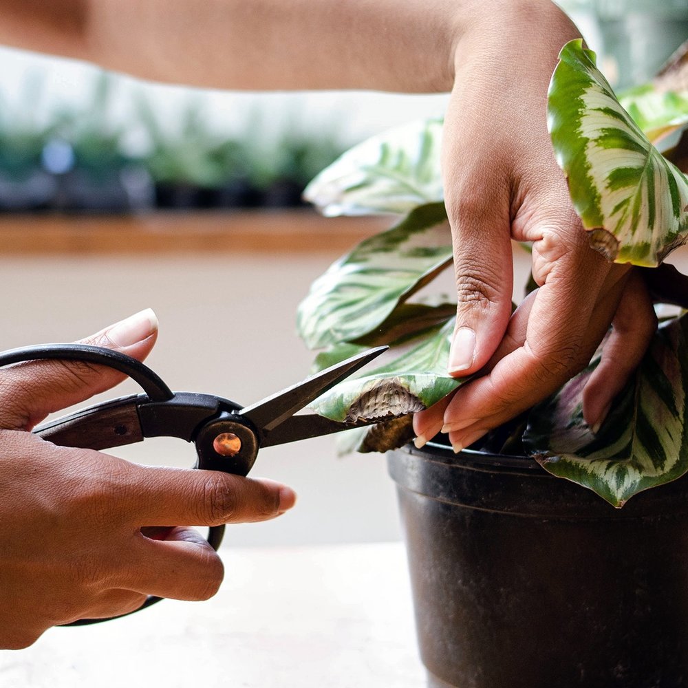 How To Trim A Plant Guide to Pruning & Shaping Your Plants — STUMP | Curated Plants +  Sustainably Crafted Wares