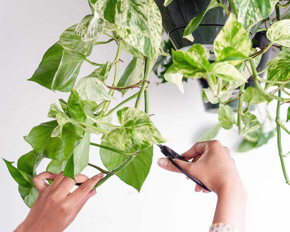 Hoe een pothos-plant binnenshuis te trimmen?