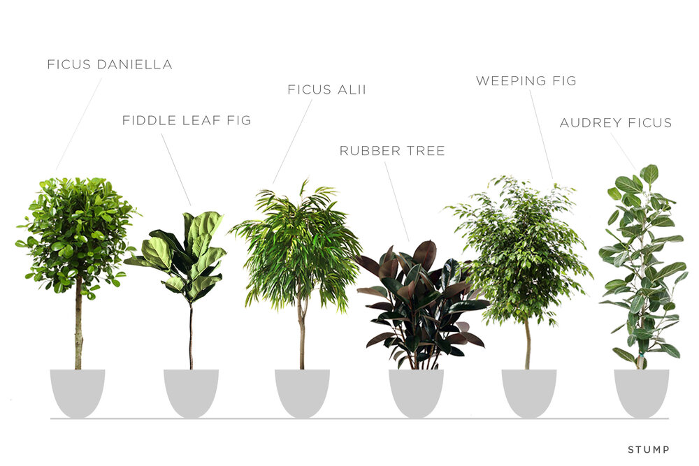 Intro to Ficus Trees — STUMP | Curated Plants + Sustainably Crafted Wares