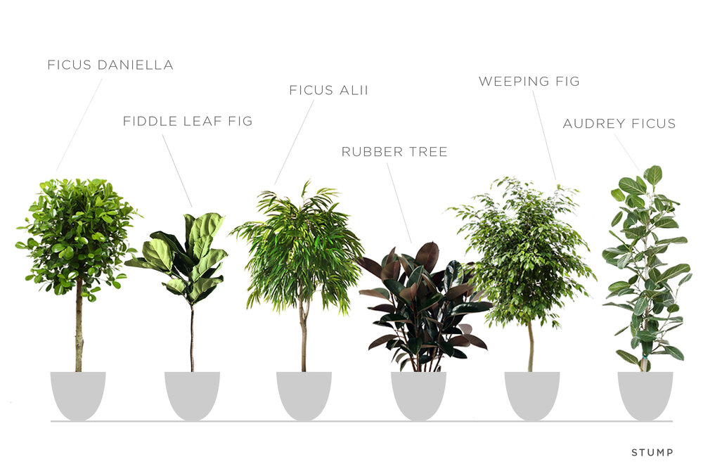 Learn All About Ficus — STUMP ‣ WARES ·