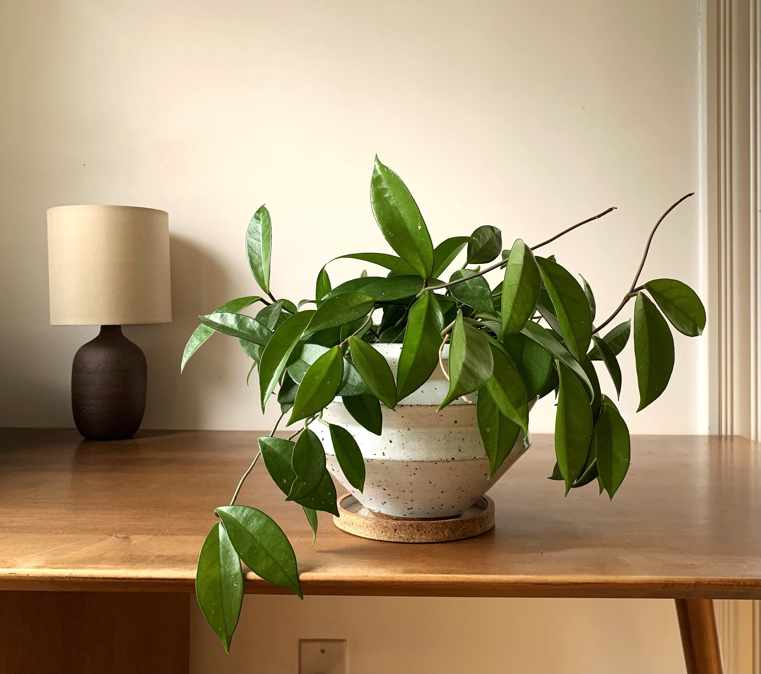 plant spotlight: hoyas — stump | curated plants + sustainably