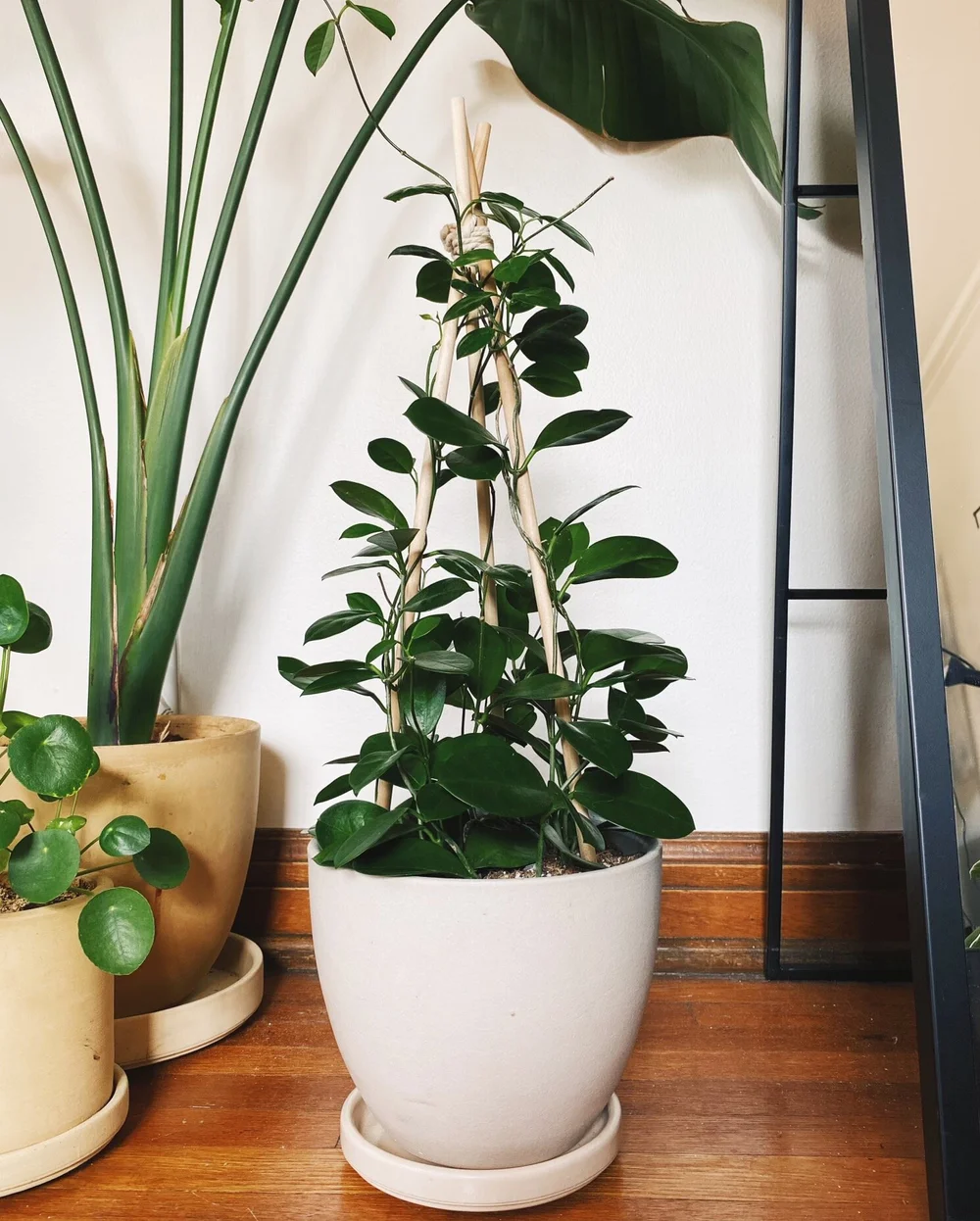 Plant Spotlight Hoyas Stump Curated Plants Sustainably Crafted Wares Plant Spotlight Hoyas Stump Curated Plants Sustainably Crafted Wares
