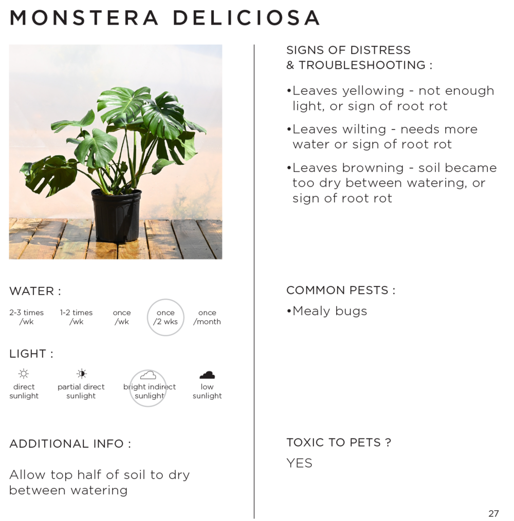 house-plant-care-cards-stump-plants-wares-community