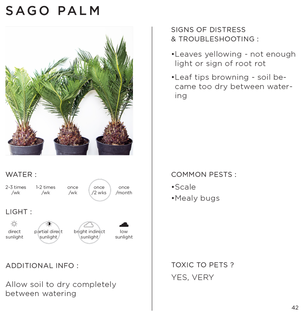 How Much Sago Palm Is Toxic To Dogs