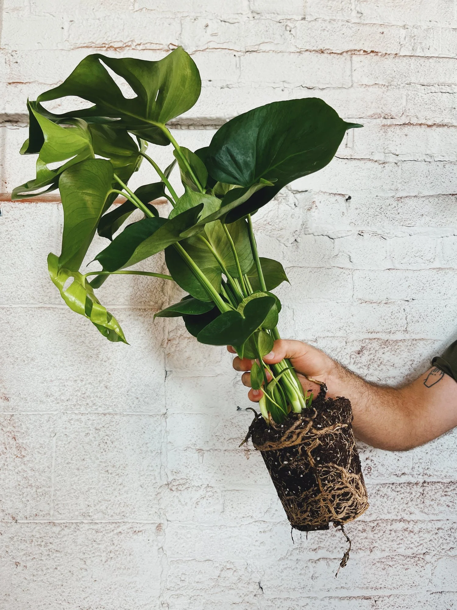 Repot Your Plants with Confidence: The Ins and Outs of Repotting
