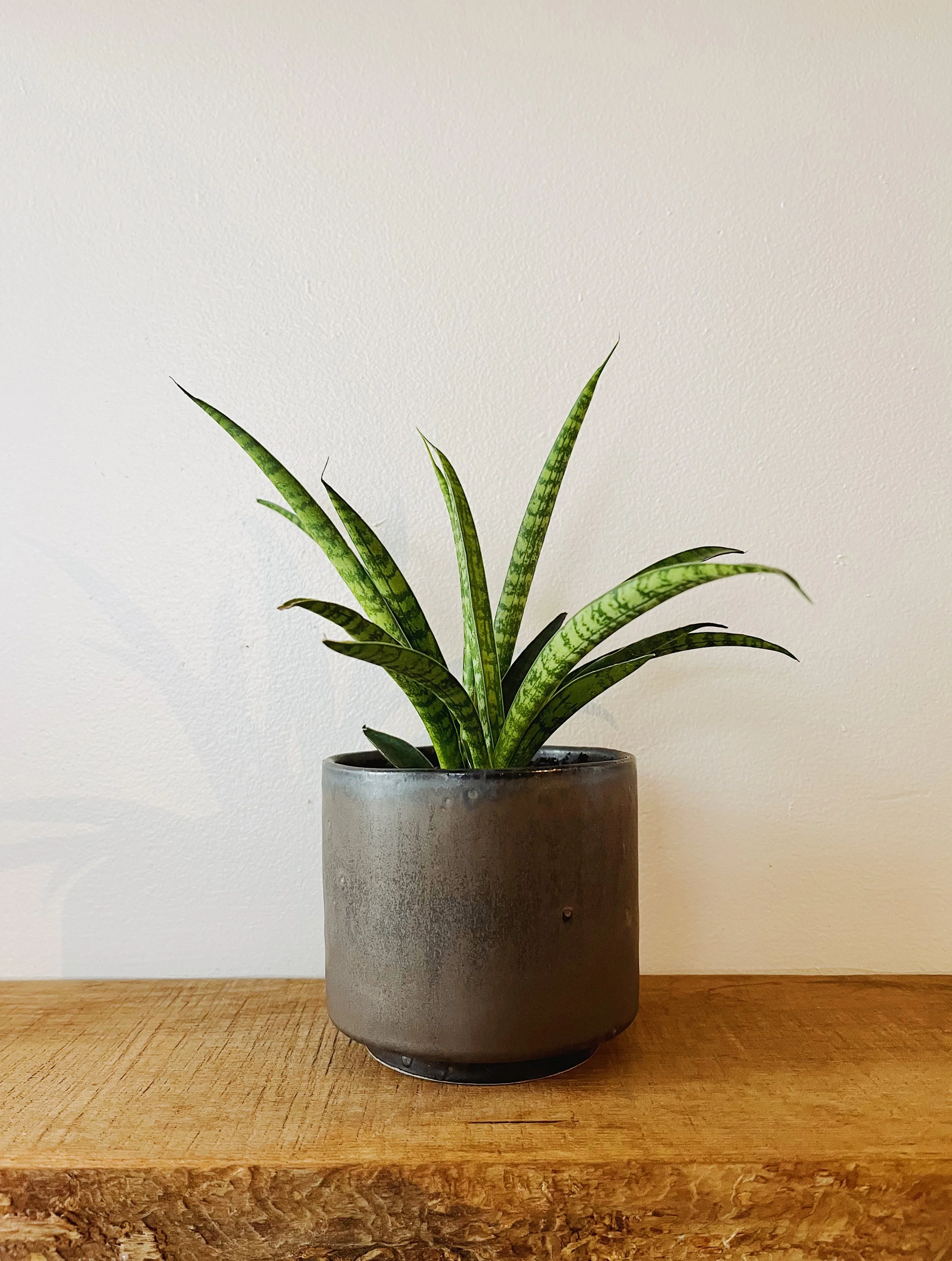  Striking, Architectural, and Simple: Our Guide to Sansevieria