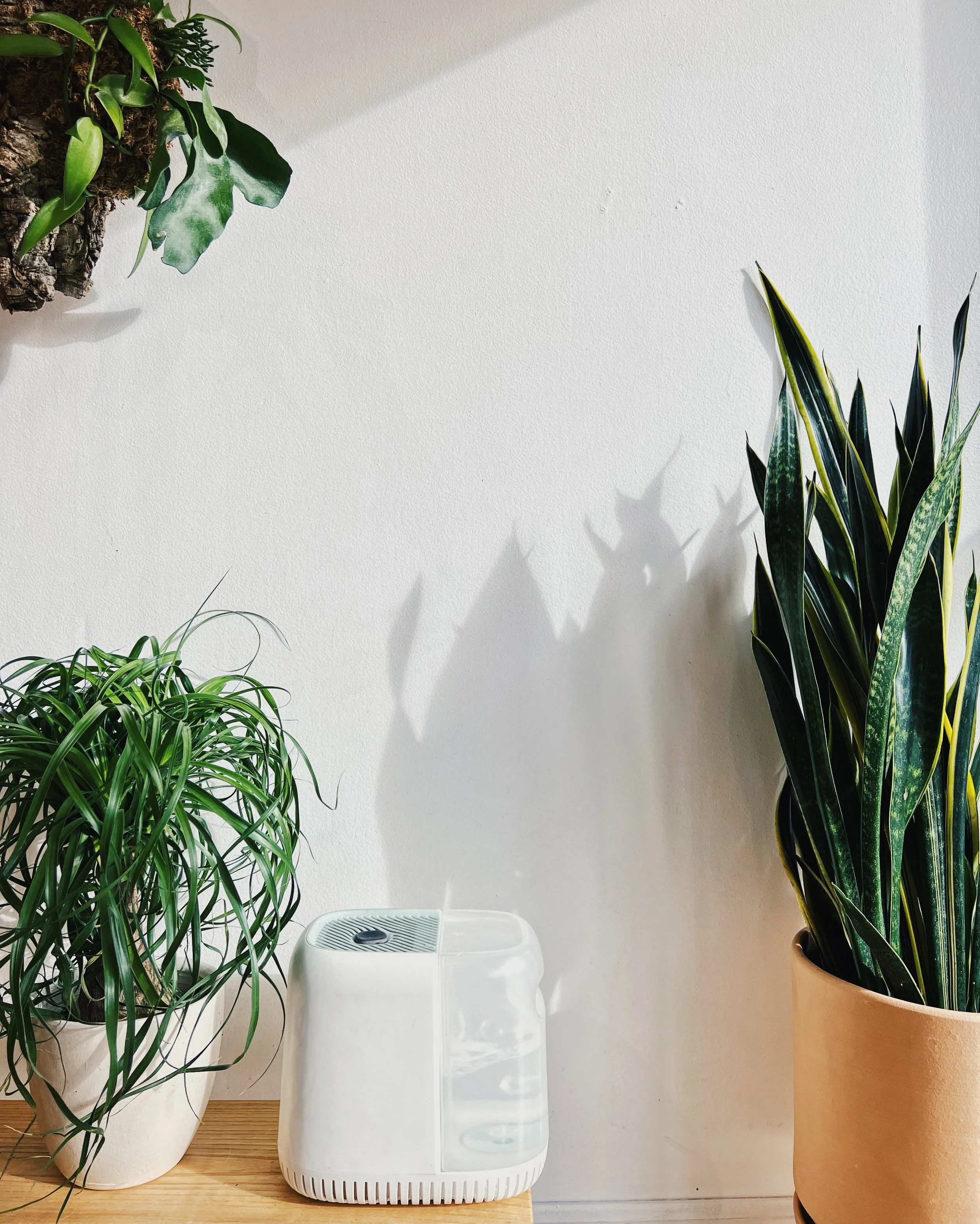  Ways to Increase Humidity for Your Houseplants