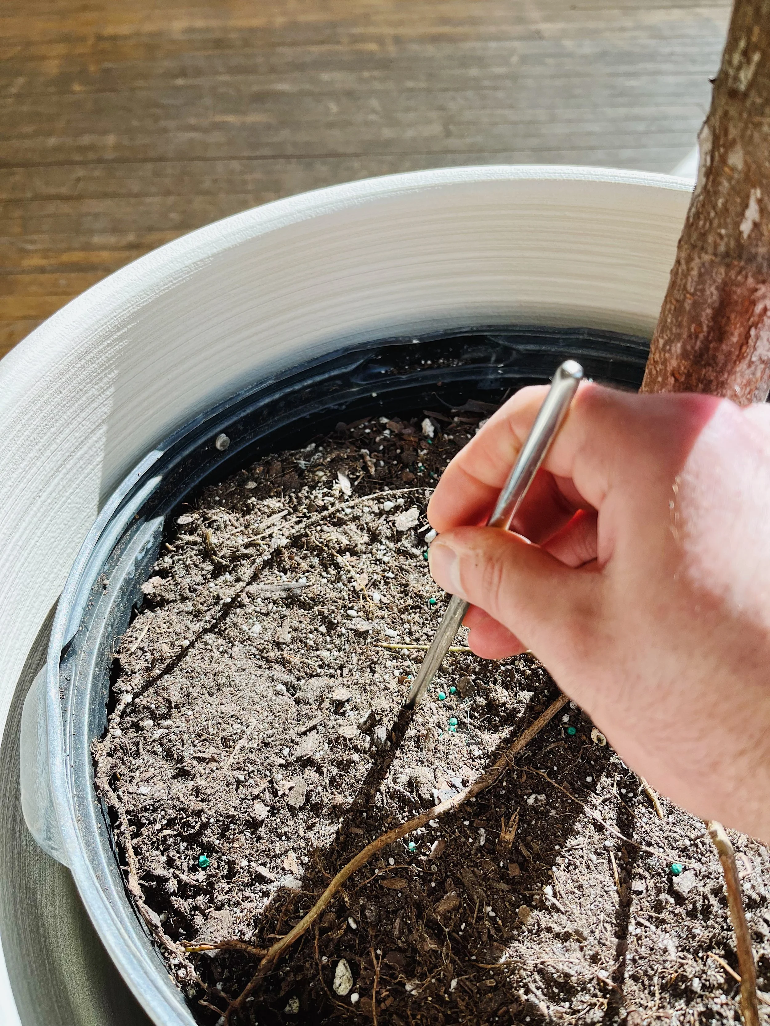 Break Up Your Potting Mix: The Importance of Aerating Your Houseplants’ Soil