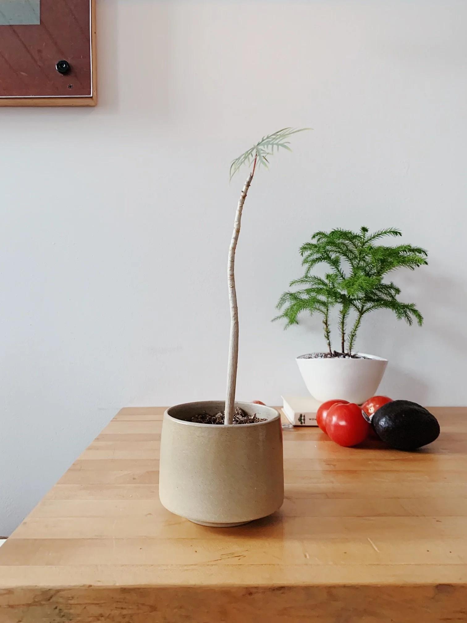 Greenhouse Leaves: Understanding the Process of Acclimation for Your New Plants