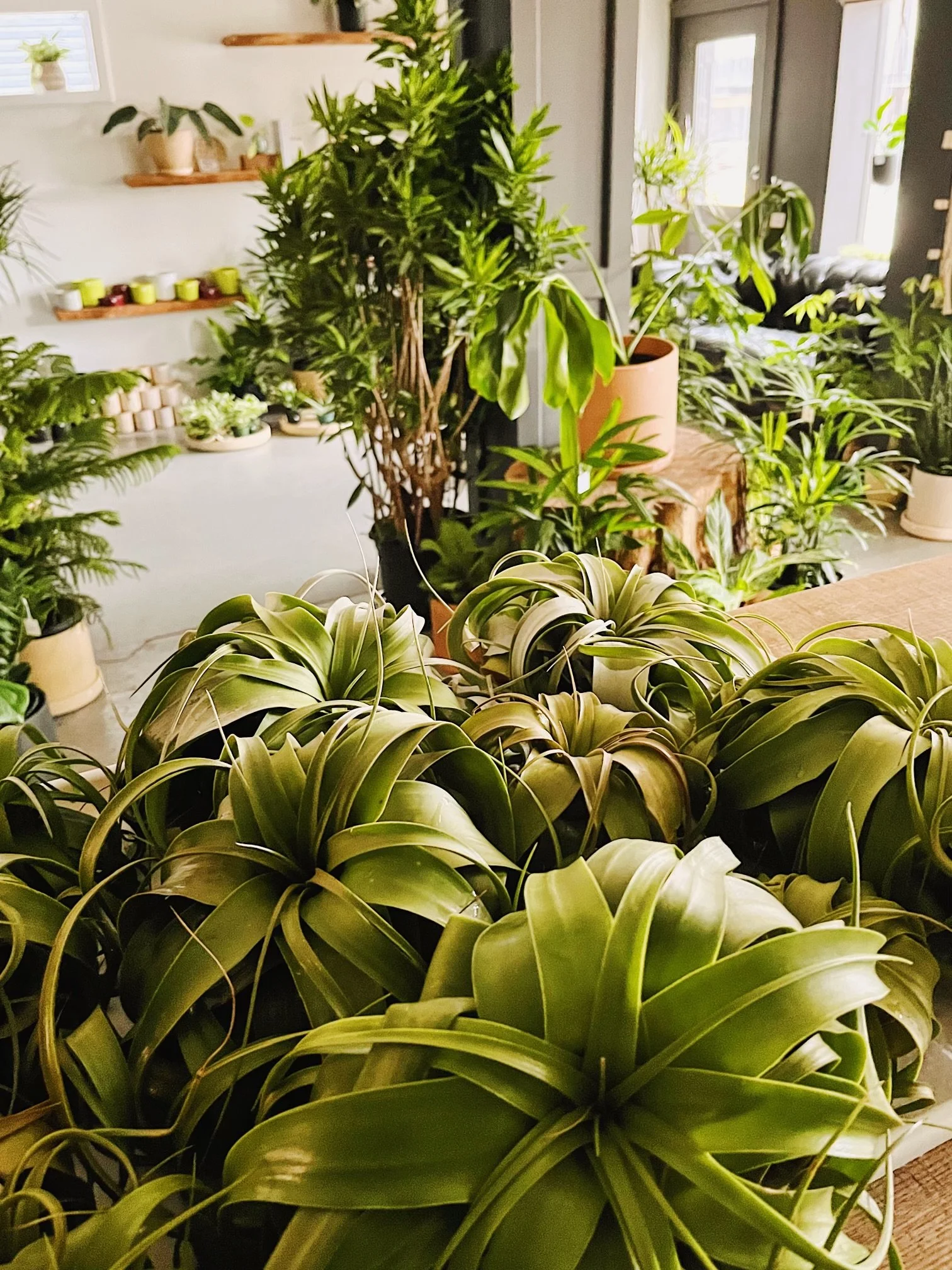 Our Favorite Plants to Build a Budding Indoor Jungle