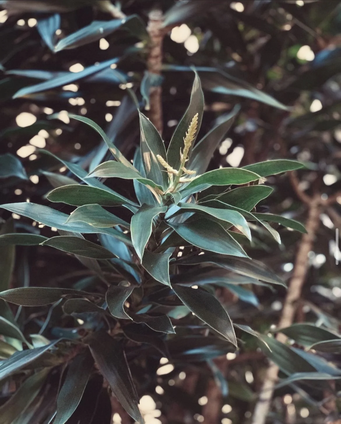 If Plants, Then Plants: The Plant Lover’s “If You Like This, Try That”