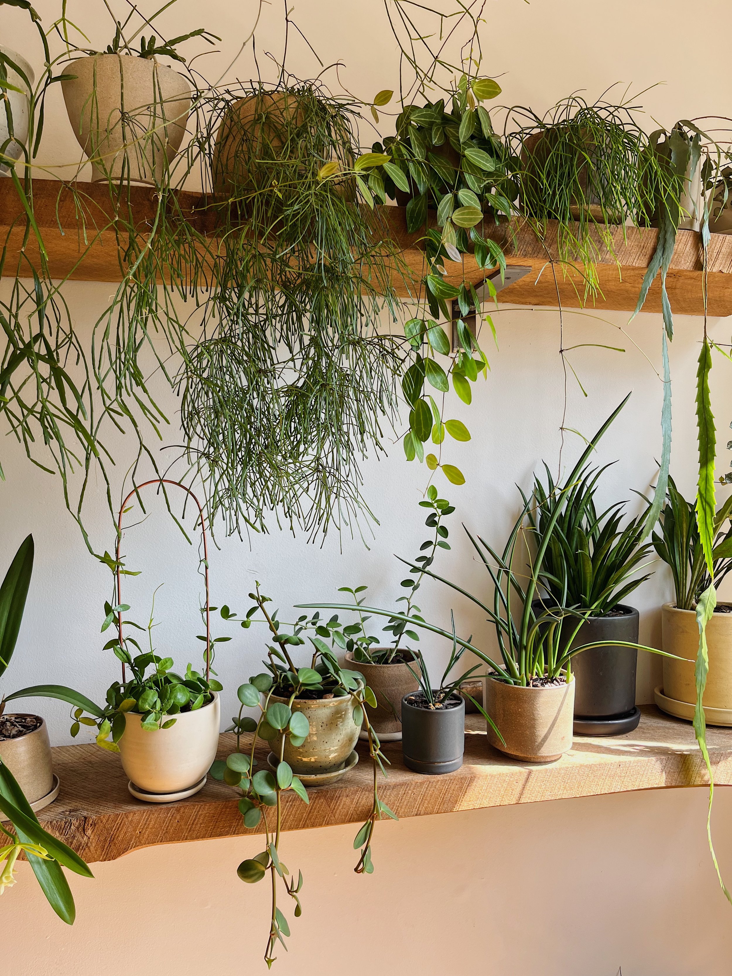 Getting Rid of Your Fungus Gnats