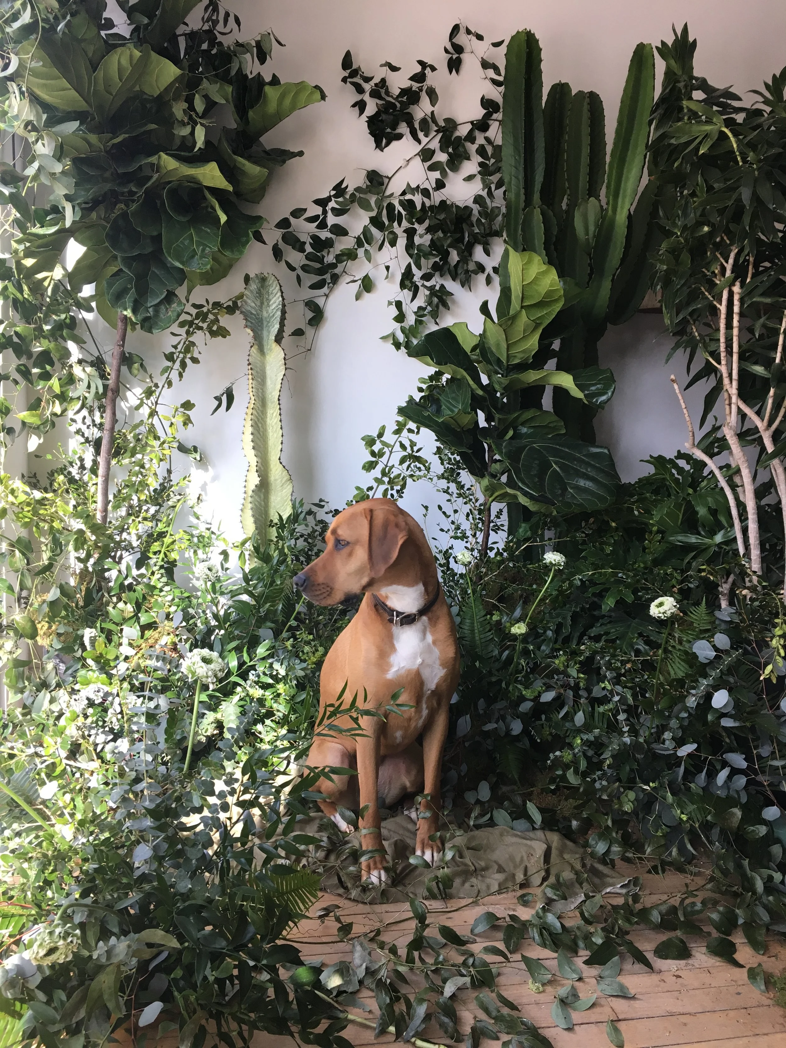 Plants &amp; Pets: It’s a Balancing Act