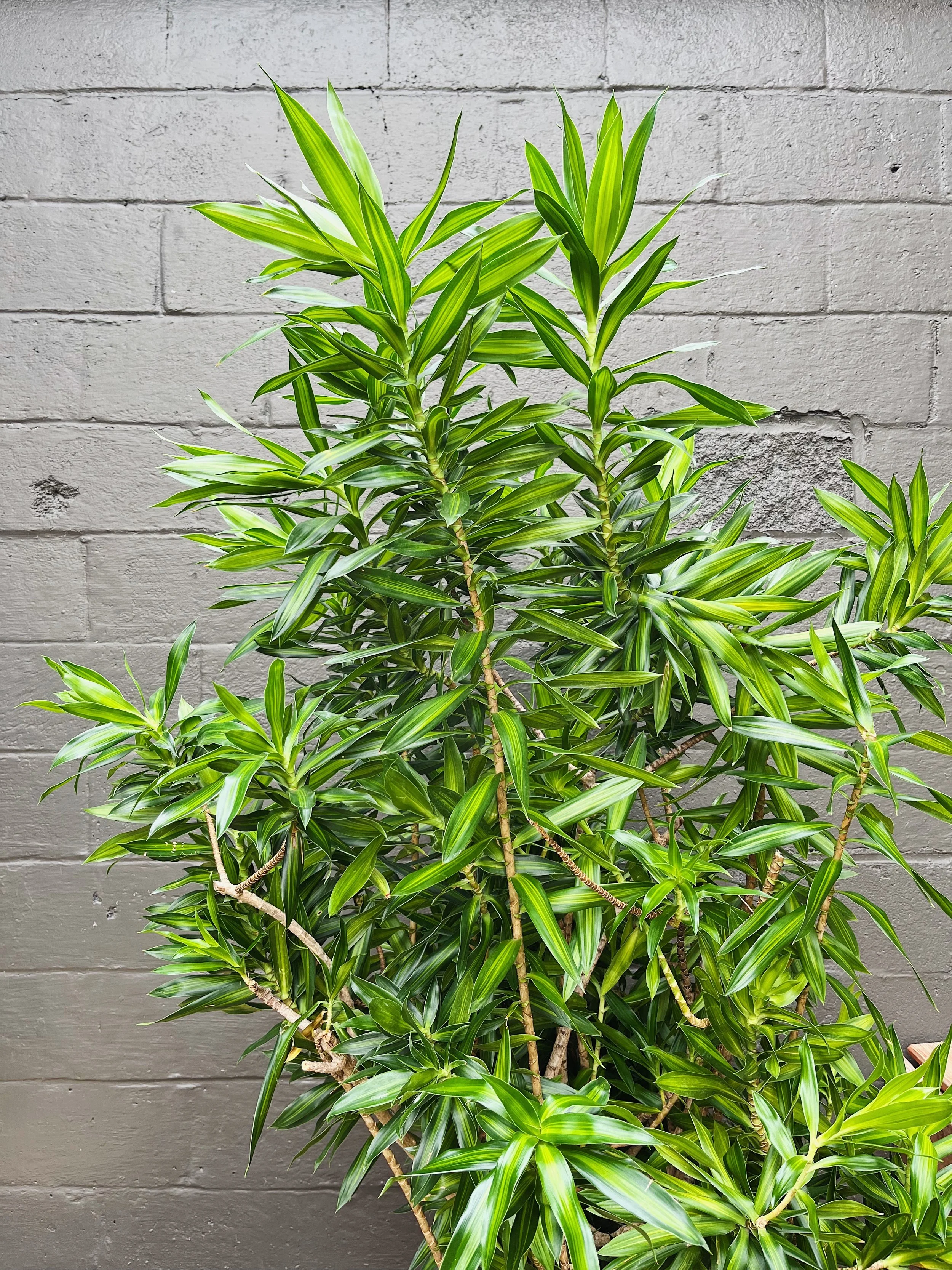 Dracaena Plant Family Profile