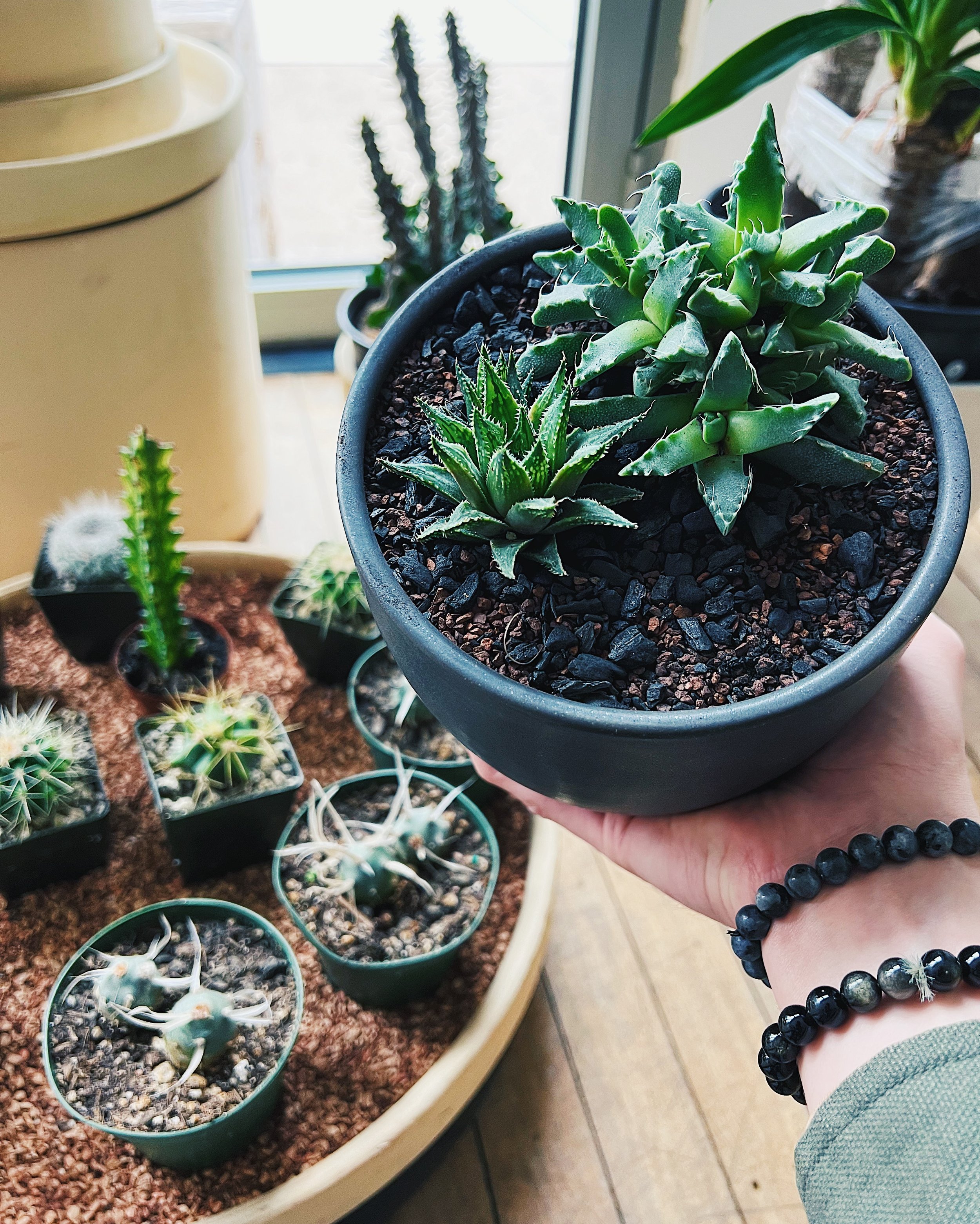 Navigating the Jungle: Our Top 5 Tips for Venturing Through Plant Shops and  Garden Centers — STUMP ‣ PLANTS · WARES · COMMUNITY