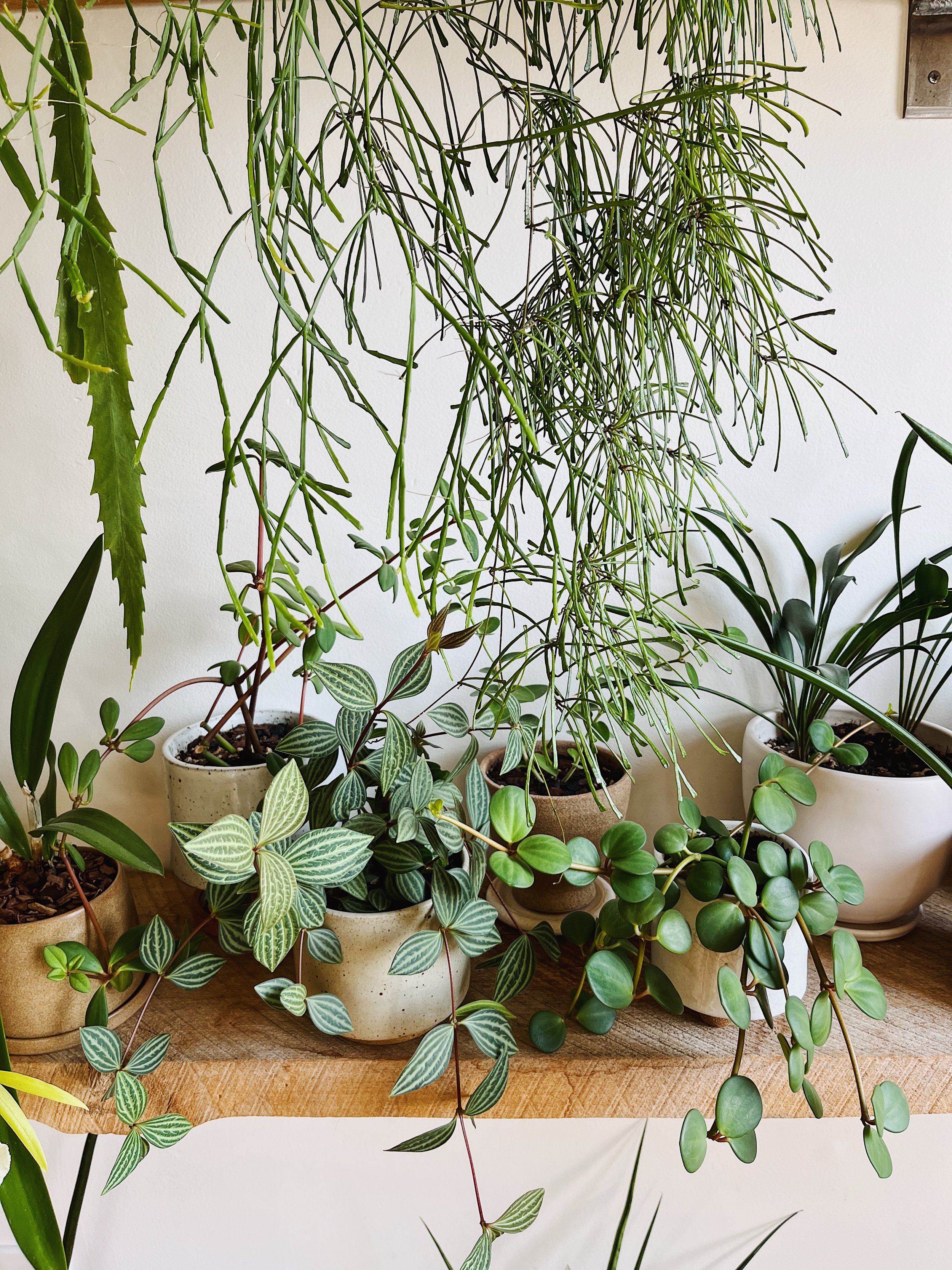 How to Increase Houseplant Humidity with a Pebble Tray