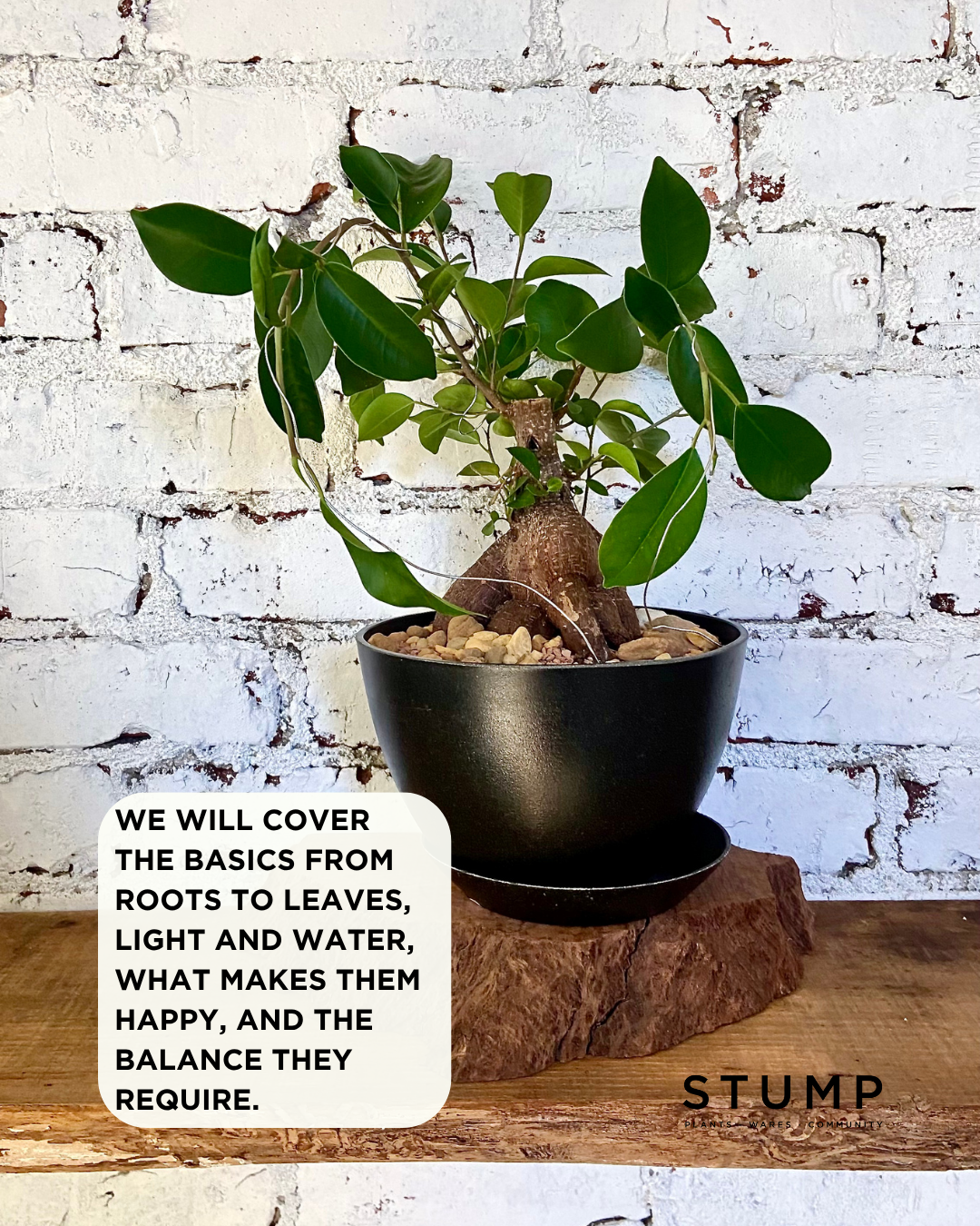 Plant 101 (3).png