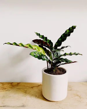 Calathea Care 101 — STUMP ‣ PLANTS · WARES · COMMUNITY